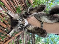 Maine coon deyince tabiki Big Claw