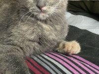 Küçük scottish fold bebeğim yuva arıyor