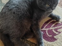 Scottish Fold Sahiplendirme (İzmit)