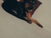 Rottweiler erkek yavru