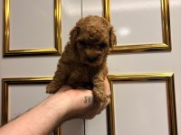 Üst kalite sağlık ırk garantili poodle yavrular