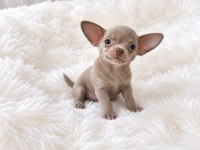 Lilak renk WC eğitimli chihuahua