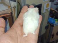 ÇOK GÜZEL BİR BEYAZ KIZ VE KARA ÇOCUK HAMSTER