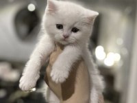 British Shorthair Beyaz Yavrularım