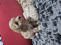 45 günlük 2 erkek maltipoo