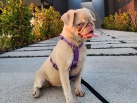 7 Aylık PİNK AND TAN Dişi Pug Mops İZMİR