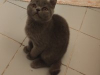 3 aylık british shorthair yavrumuz sahiplendirilecektir