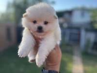 Pomeranian Yavrularımız 