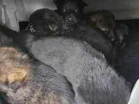 ANKARA - ORJİNAL German Shepherd Working Line