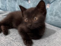 Ücretsiz sahiplendirme british shorthair