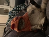 Scottish fold dişi kedimiz