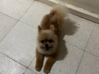 Pomeranian melezi