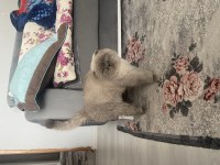 1.5 yaşında scottish fold uyguna sahiplendirilecek