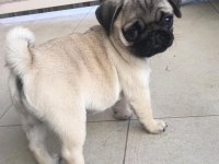 1 dişi ve 1 erkek pug yavrularım çok oyuncu çok uslular