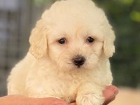 Maltese Terrier Bebekler