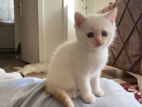Mavi Gözlü British Shorthair Dişi Yavru Yuva Arıyor