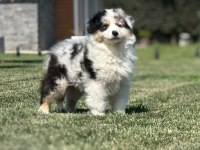 Enfes Avustralya Çoban Köpeği Yavruları
