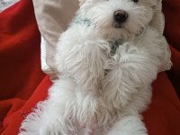 Maltese 5 aylık