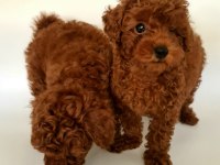 Sahibinden Boy Garantili Orijinal Red Toy Poodle