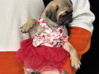 PUG YAVRULAR SAKARYA
