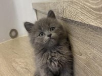 BRITISH LONGHAIR YAVRULARIM 