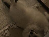 Pomeranian boo köpeği