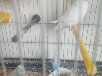 2 AYLIK KUŞLAR VE YENİ YEME DÜŞMÜŞ YAVRULAR