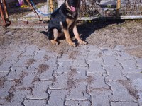 4 aylık disi aşılı karneli alman çoban köpeği yavru
