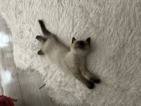 2,5 aylık erkek scottish fold