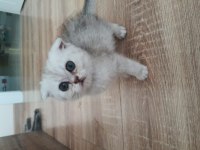 Silver Scottish Fold