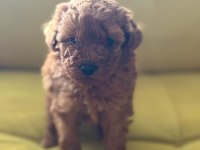 Poodle yavrularımız