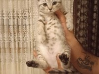 SİLVER TABBY YAVRULARIMIZ BRİTİSH SHORTHAİR