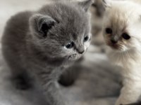 British ve scottish blue point longhair yavrularım mevcut