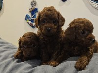Kore Poodle Bebekler