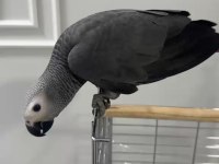 Jako bebek isteyenler