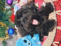 Poodle anne kore maltese baba orjinal Maltipoo