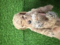 Maltipoo Yavru
