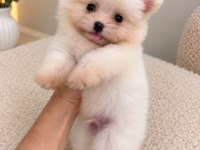 Pomeranian Teddy Face Teacup 