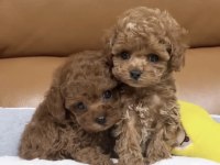 Ped Eğitimli Aşıları Yapılı Toy Poodle Yavrular