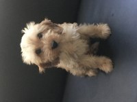 TUVALET EĞİTİMLİ MALTİPOO