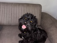 Maltese terrier siyah
