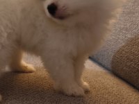 Pomeranian boo yavrularımız
