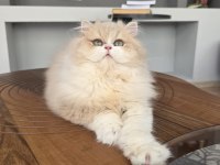 British Longhair Kedilerim
