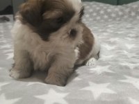Shih tzu (şitzu) bebekler