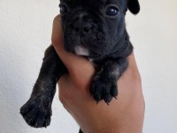 40 GÜNLÜK FRENCH BULLDOG YAVRULARI