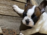 Son dişi french bulldog günü gelen aşıları yapıldı