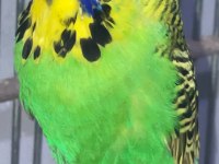 Fethiye Muhabbet Kuşu Show Jumbo Yavru
