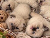 Irk Ve Sağlık Garantili British Shorthair