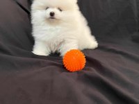 Gülen surat pomeranian
