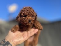 ORJİNAL TOY POODLE YAVRU